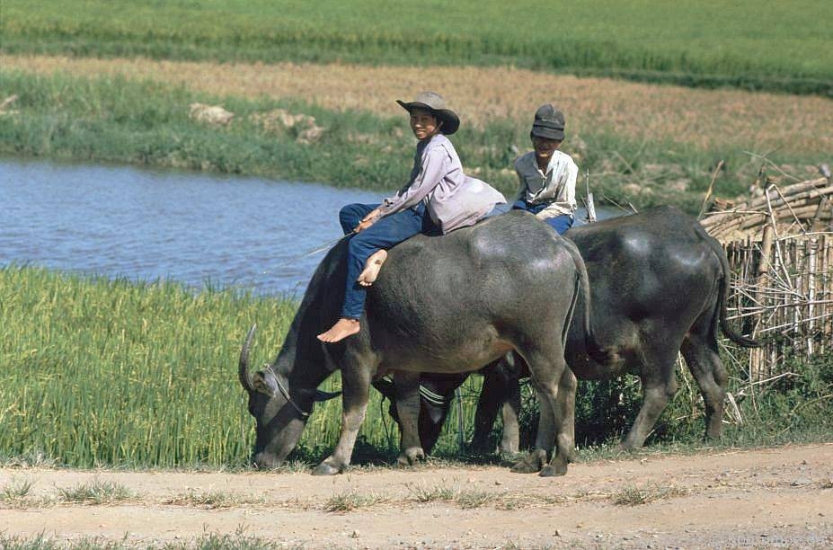 Memorable photos of daily life in Quang Nam in early 1990s Memorable photos of daily life in Quang Nam early 1990s
