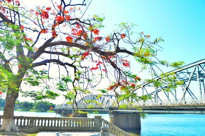 The charming grace of Truong Tien Bridge in Hue The charming grace of Truong Tien Bridge in Hue