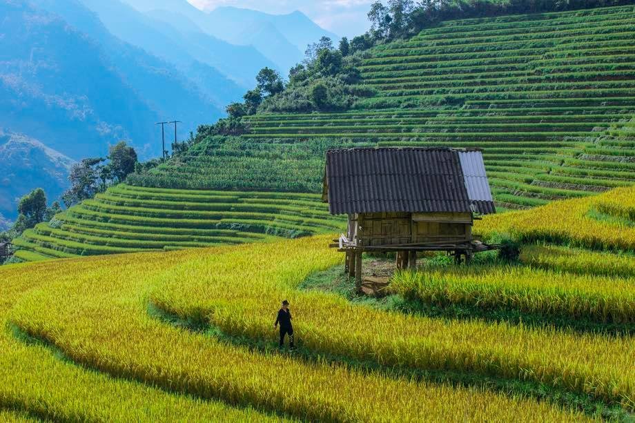 A Quiet Sapa in Ripening Rice Season A Quiet Sapa in Ripening Rice Season