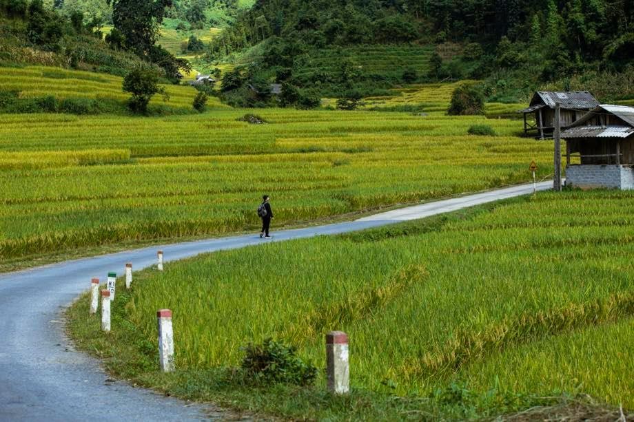 A Quiet Sapa in Ripening Rice Season A Quiet Sapa in Ripening Rice Season