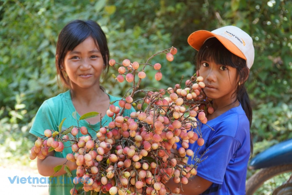 Forest Lychee, the ‘Gift from Heaven’ of Highland Children Forest Lychee, the ‘Gift from Heaven’ of Highland Children