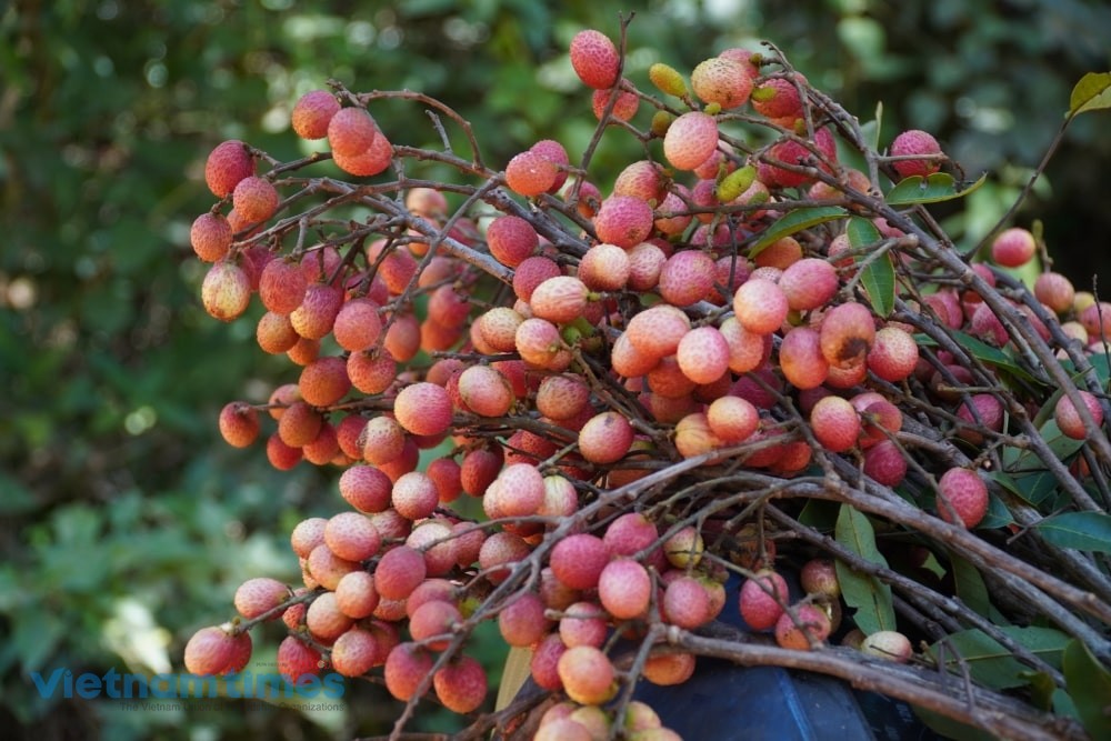 Forest Lychee, the ‘Gift from Heaven’ of Highland Children Forest Lychee, the ‘Gift from Heaven’ of Highland Children