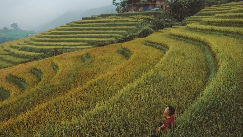 7 ideal choices for admiring ripening rice fields in northern Vietnam 7 ideal choices for admiring ripening rice fields in northern Vietnam