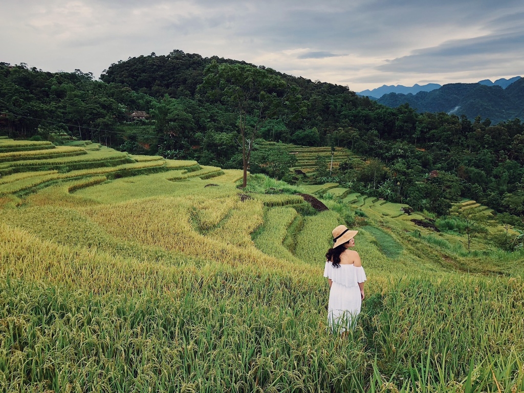 7 ideal choices for admiring ripening rice fields in northern Vietnam 7 ideal choices for admiring ripening rice fields in northern Vietnam
