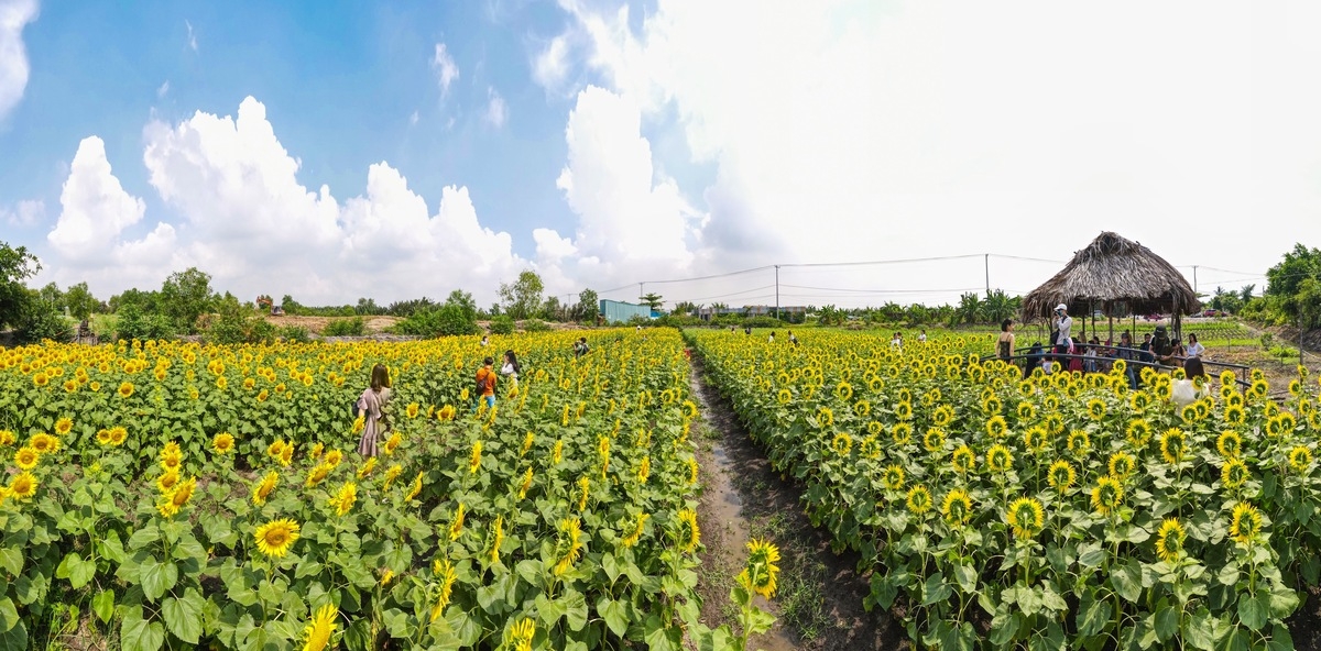 Stunning sunflower garden in the suburb of Ho Chi Minh city Stunning sunflower garden in the suburb of Ho Chi Minh city