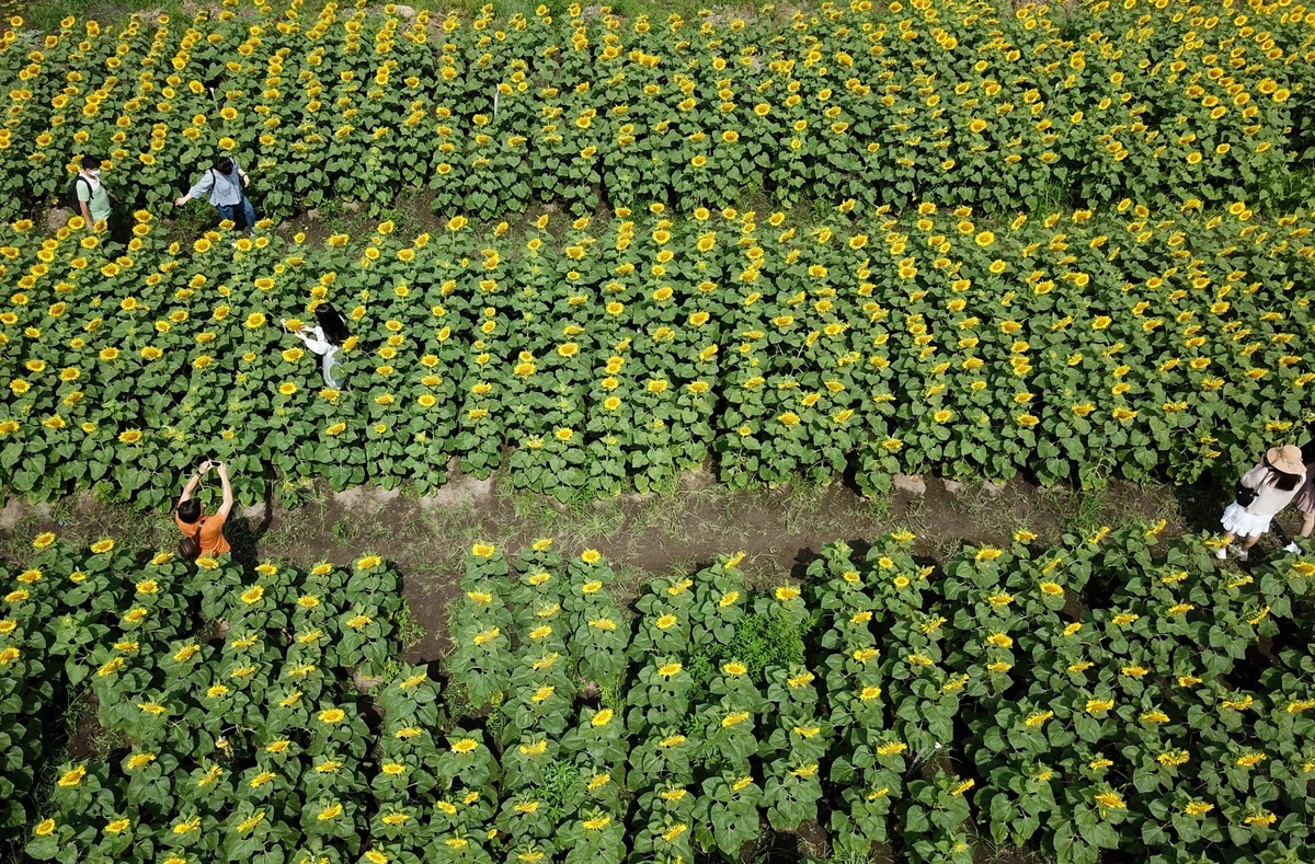 Stunning sunflower garden in the suburb of Ho Chi Minh city Stunning sunflower garden in the suburb of Ho Chi Minh city