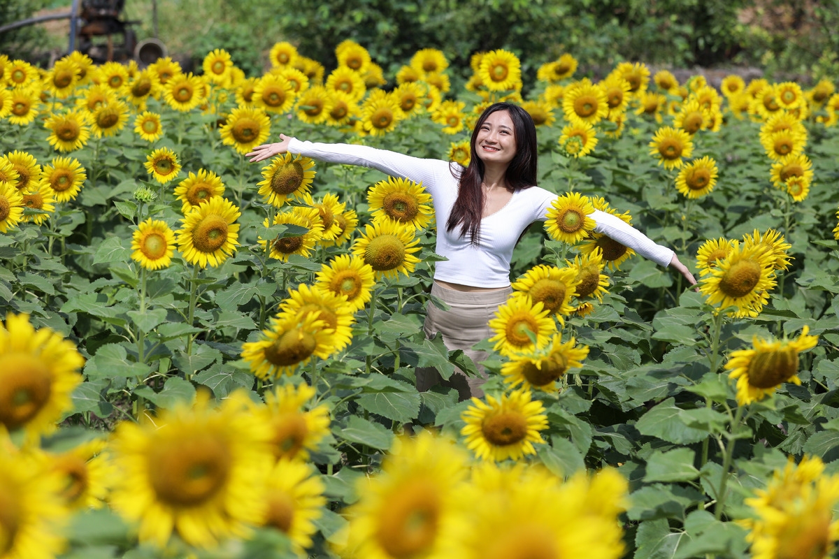 Stunning sunflower garden in the suburb of Ho Chi Minh city Stunning sunflower garden in the suburb of Ho Chi Minh city