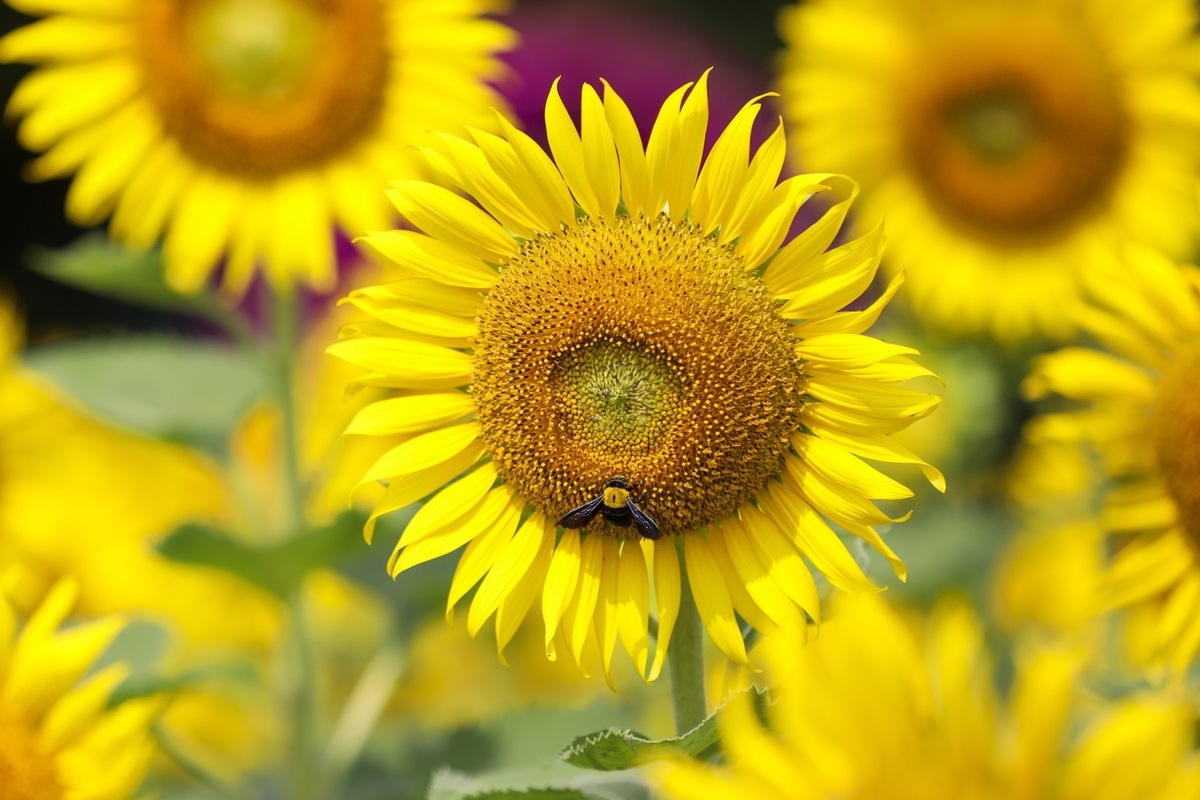 Stunning sunflower garden in the suburb of Ho Chi Minh city Stunning sunflower garden in the suburb of Ho Chi Minh city