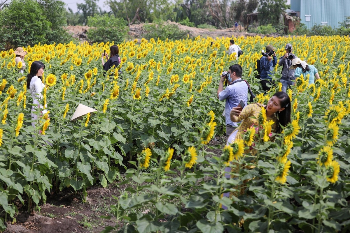 Stunning sunflower garden in the suburb of Ho Chi Minh city Stunning sunflower garden in the suburb of Ho Chi Minh city