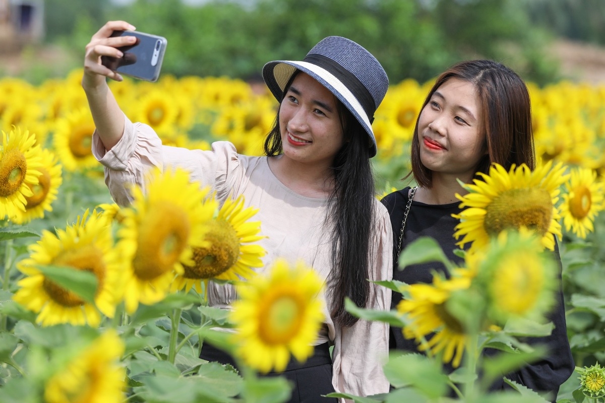 Stunning sunflower garden in the suburb of Ho Chi Minh city Stunning sunflower garden in the suburb of Ho Chi Minh city