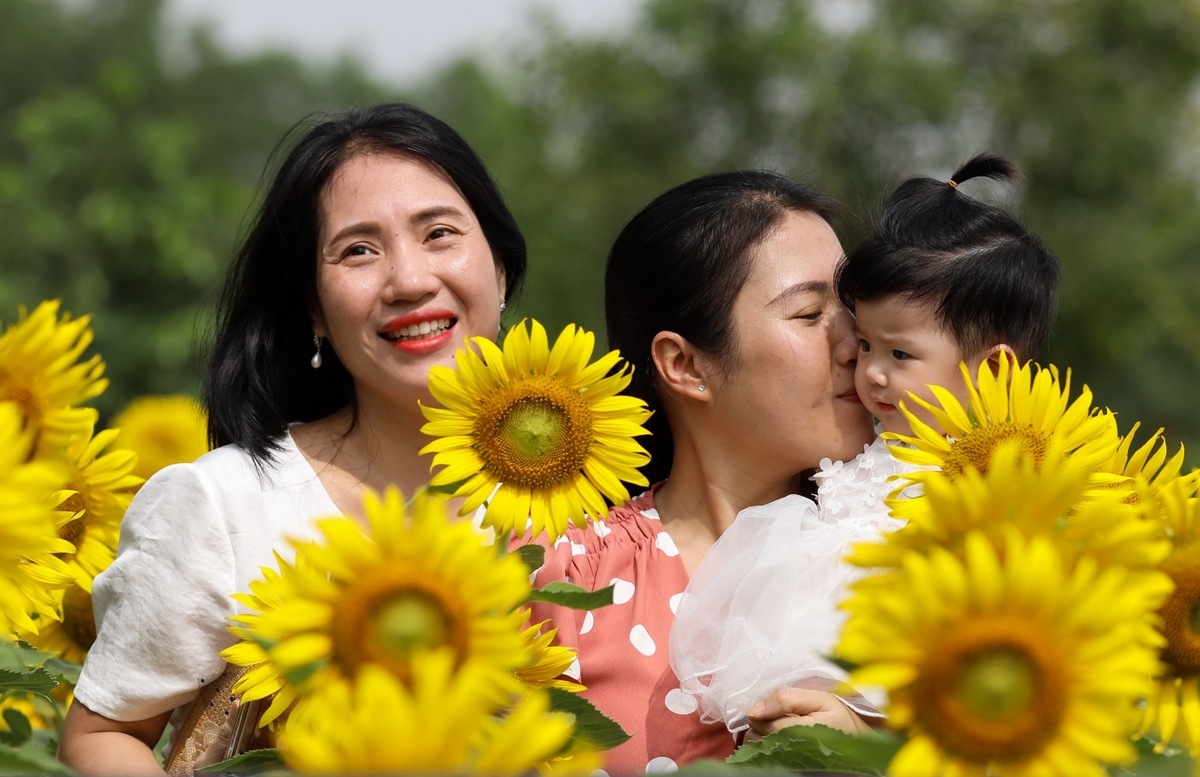 Stunning sunflower garden in the suburb of Ho Chi Minh city Stunning sunflower garden in the suburb of Ho Chi Minh city