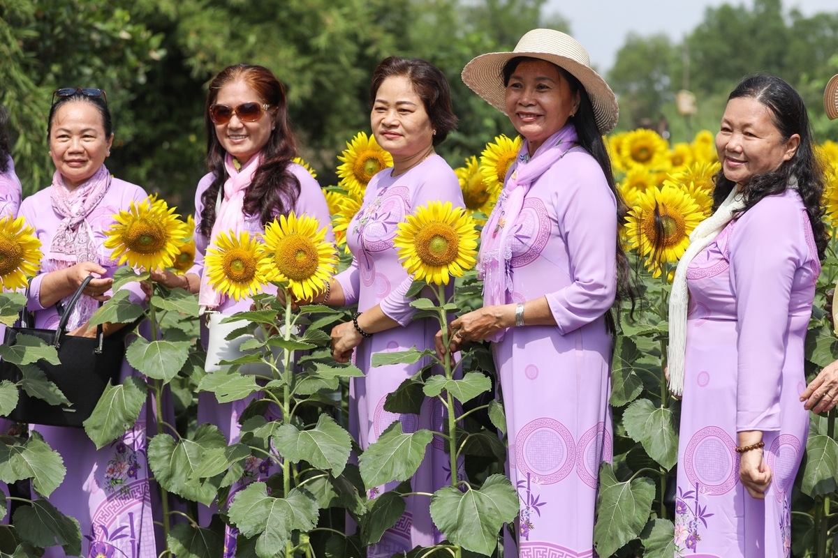 Stunning sunflower garden in the suburb of Ho Chi Minh city Stunning sunflower garden in the suburb of Ho Chi Minh city