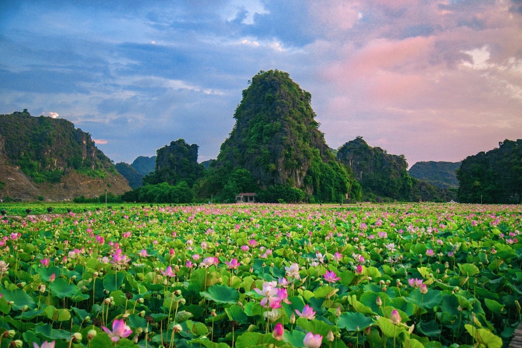 Lotus brings charm to the northen province of Ninh Binh Lotus brings charm to the northen province of Ninh Binh