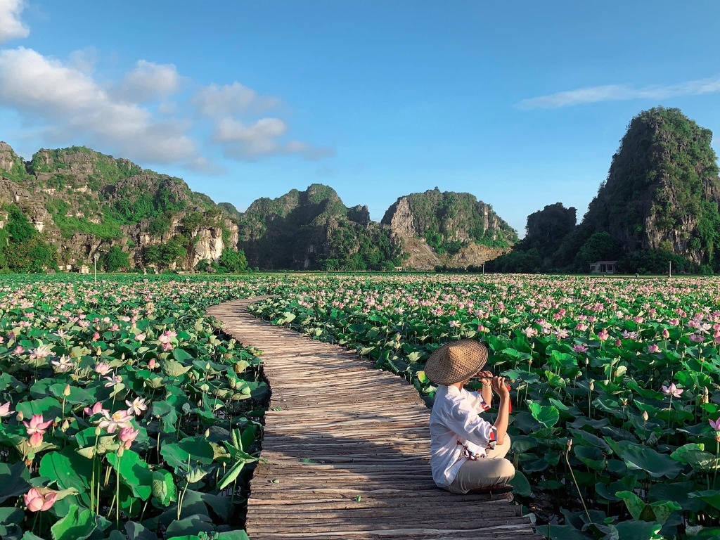 Lotus brings charm to the northen province of Ninh Binh Lotus brings charm to the northen province of Ninh Binh