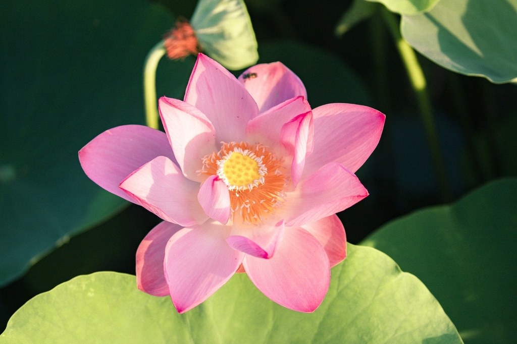 Lotus brings charm to the northen province of Ninh Binh Lotus brings charm to the northen province of Ninh Binh