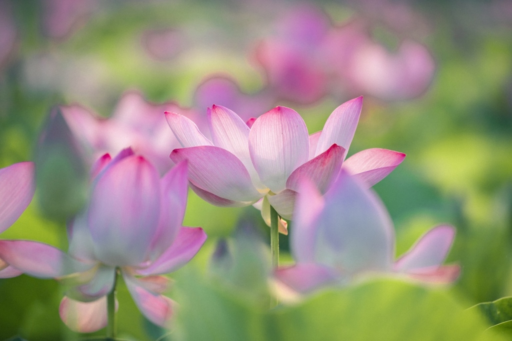 Lotus brings charm to the northen province of Ninh Binh Lotus brings charm to the northen province of Ninh Binh