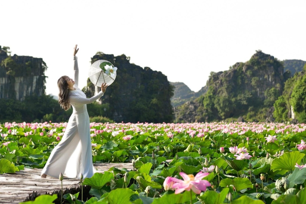 Lotus brings charm to the northen province of Ninh Binh Lotus brings charm to the northen province of Ninh Binh