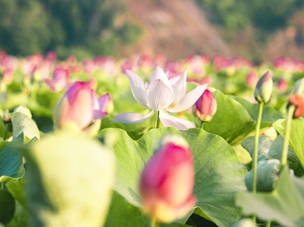 Lotus brings charm to the northen province of Ninh Binh Lotus brings charm to the northen province of Ninh Binh