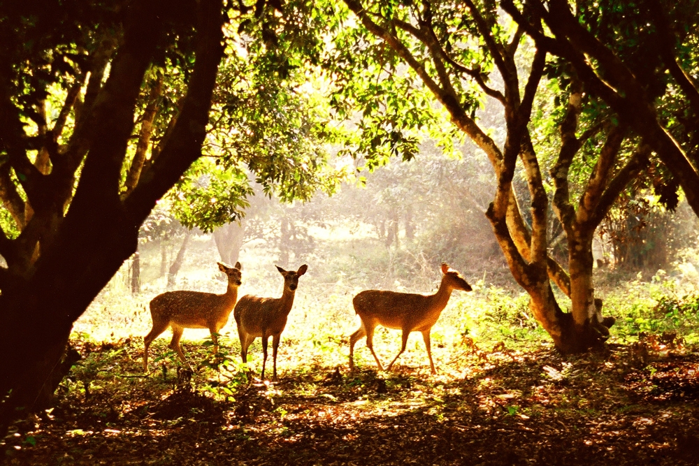 undefined Cuc Phuong National Park