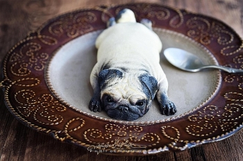 vietnamese housewife creates fever among facebook users with perfect dog shaped mooncakes