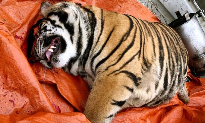 Dead Tiger Found inside a Freezer in Ha Tinh Province Dead Tiger Found inside a Freezer in Ha Tinh Province