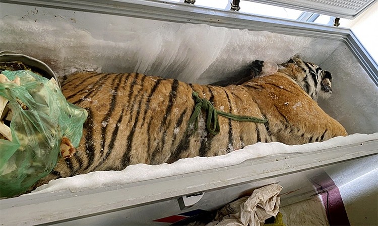Dead Tiger Found inside a Freezer in Ha Tinh Province Dead Tiger Found inside a Freezer in Ha Tinh Province