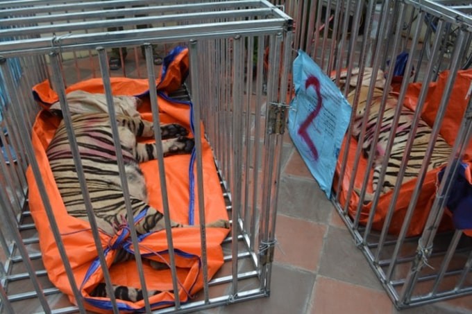 Dead Tiger Found inside a Freezer in Ha Tinh Province Dead Tiger Found inside a Freezer in Ha Tinh Province