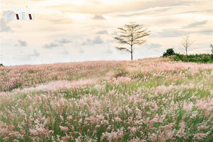 The Pink Grass Fields of Gia Lai The Pink Grass Fields of Gia Lai