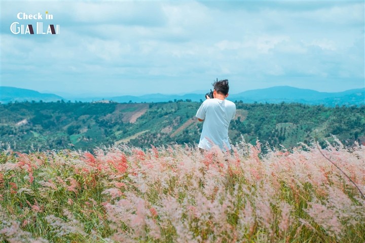 The Pink Grass Fields of Gia Lai The Pink Grass Fields of Gia Lai
