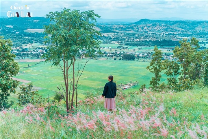 The Pink Grass Fields of Gia Lai The Pink Grass Fields of Gia Lai