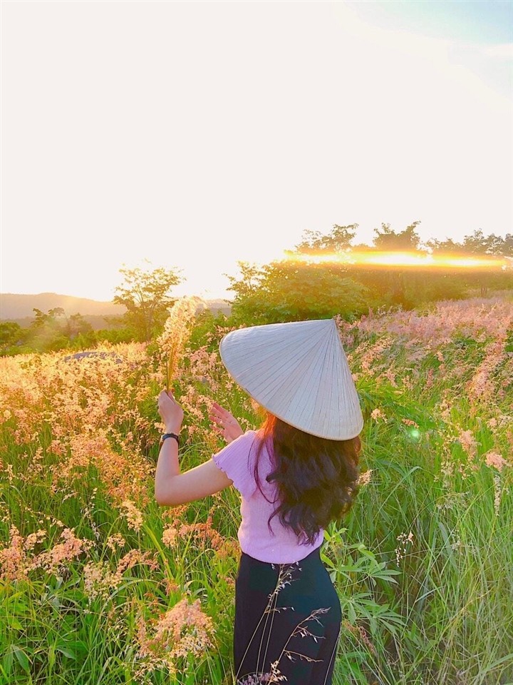 The Pink Grass Fields of Gia Lai The Pink Grass Fields of Gia Lai