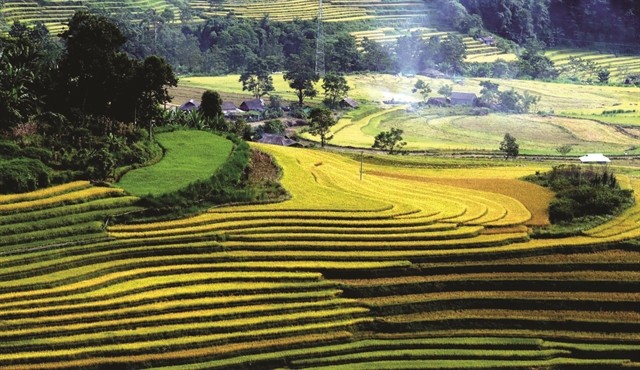 The Allure of Golden Terraces in Ta Leng The Allure of Golden Terraces in Ta Leng