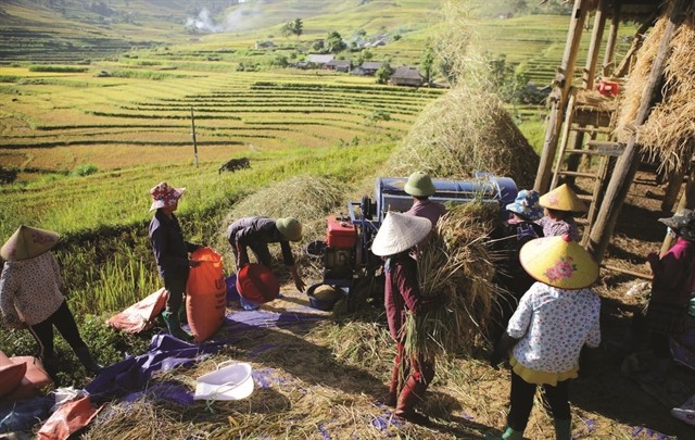 The Allure of Golden Terraces in Ta Leng The Allure of Golden Terraces in Ta Leng