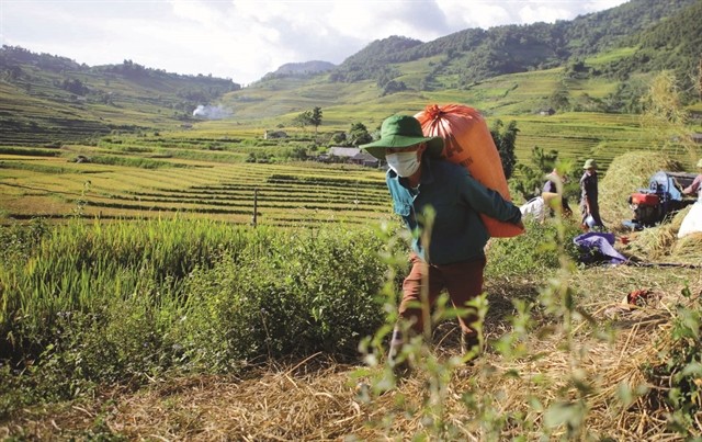 The Allure of Golden Terraces in Ta Leng The Allure of Golden Terraces in Ta Leng