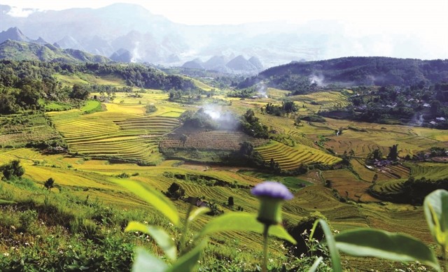 The Allure of Golden Terraces in Ta Leng The Allure of Golden Terraces in Ta Leng