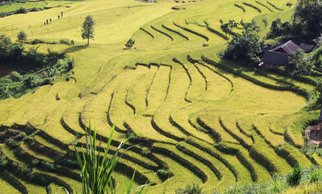 The Allure of Golden Terraces in Ta Leng The Allure of Golden Terraces in Ta Leng