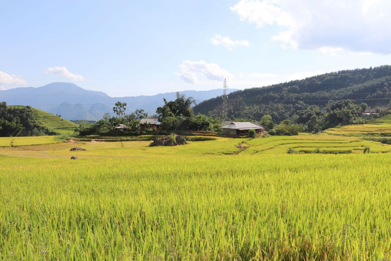 The Allure of Golden Terraces in Ta Leng The Allure of Golden Terraces in Ta Leng