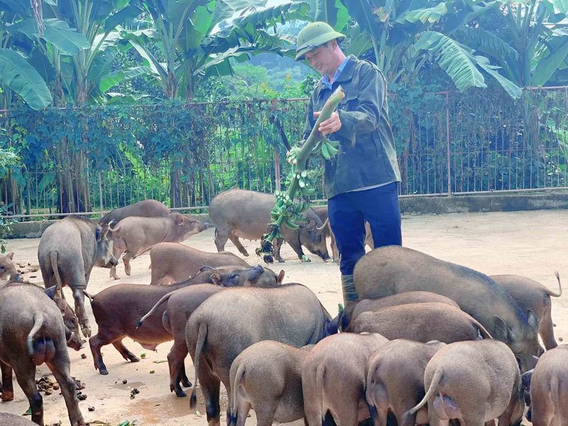 Three great start-ups earn hundreds of dollar in Vietnam Tran Nam Giang's wild boars raising model (Photo: Vietnamnet)