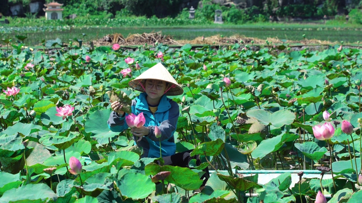 Lotus cuisine in Ninh Binh, a feast for visitors' soul Lotus cuisine in Ninh Binh, a feast for visitors' soul