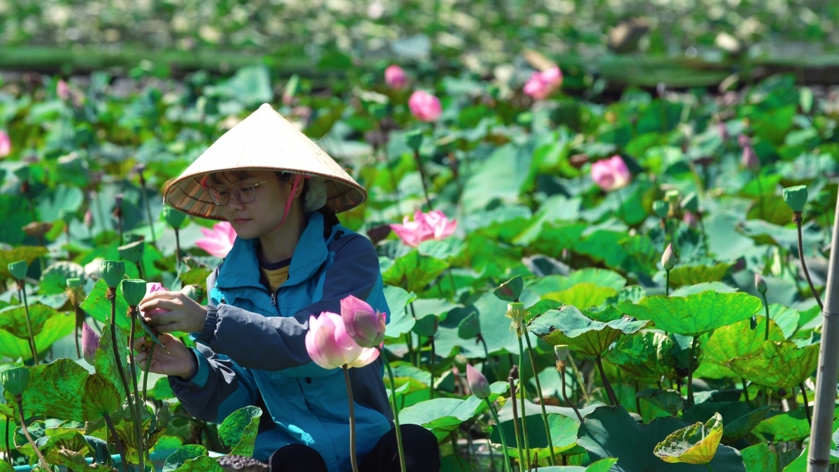 Lotus cuisine in Ninh Binh, a feast for visitors' soul Lotus cuisine in Ninh Binh, a feast for visitors' soul