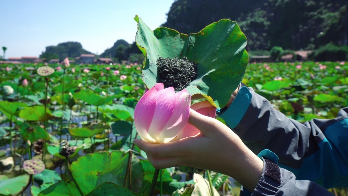 Lotus cuisine in Ninh Binh, a feast for visitors' soul Lotus cuisine in Ninh Binh, a feast for visitors' soul