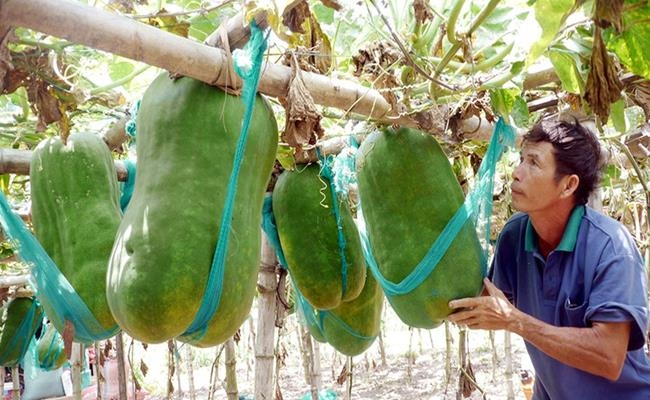 Weirdly giant fruits in Vietnam lesser known to local people Weirdly giant fruits in Vietnam lesser known to local people