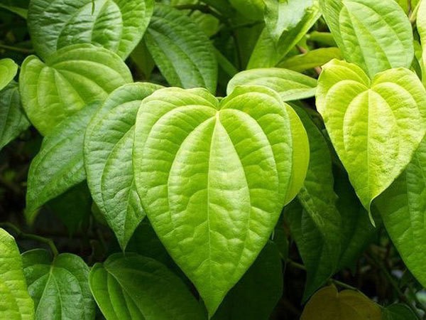 Vietnamese Students Produce Hand Sanitizer from Betel Leaf Oil