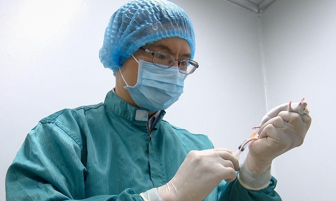 Vietnam to start human trials of indigenous COVID-19 vaccine in December A researcher takes blood sample from a mouse to test for covid-19 antibody response. (photo courtesy of vabiotech)