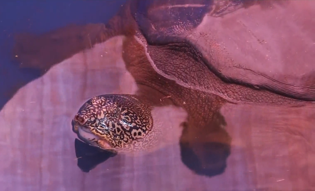 undefined Rafetus swinhoei is a very rare species in the world (Photo: VTV)