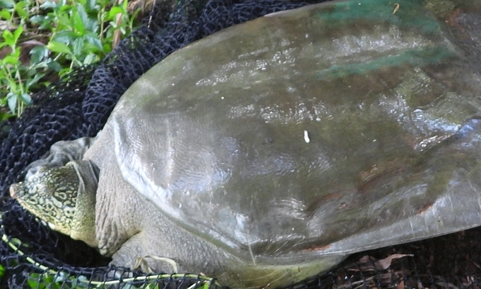 undefined The rare Rafetus swinhoei, or Hoan Kiem (Sword Lake) turtle, spotted at Dong Mo Lake in Hanoi (Photo courtesy of the Asian Turtle Program)