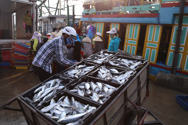 undefined Fish is among high volume export products in Vietnam (Photo: VNE)