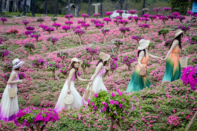 Purple carpet of impatiens walleriana for a sense of romance in Hanoi Purple carpet of impatiens walleriana for a sense of romance in Hanoi