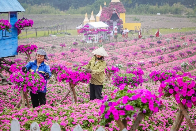 Purple carpet of impatiens walleriana for a sense of romance in Hanoi Purple carpet of impatiens walleriana for a sense of romance in Hanoi