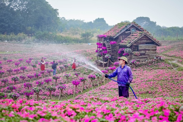 Purple carpet of impatiens walleriana for a sense of romance in Hanoi Purple carpet of impatiens walleriana for a sense of romance in Hanoi